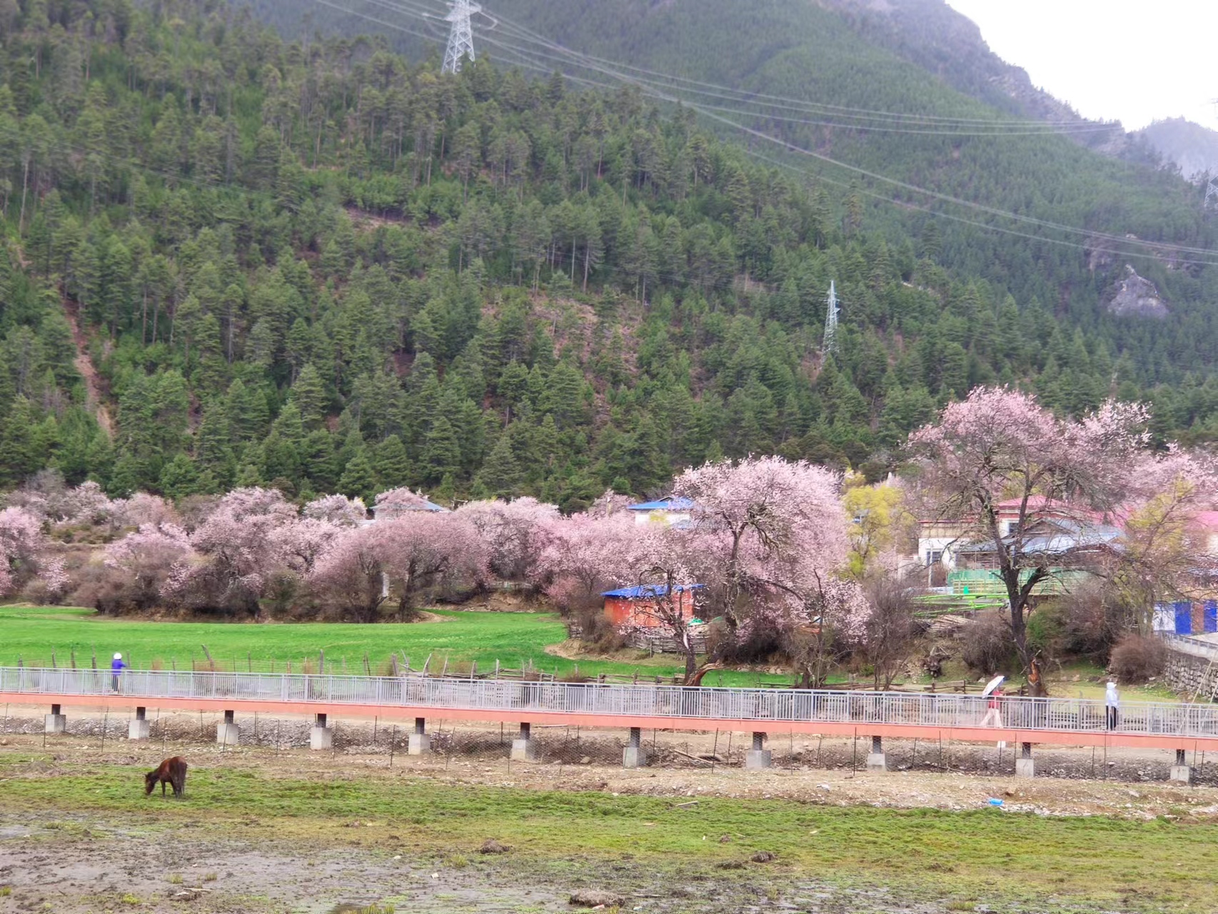 林芝波密桃花溝景區包車(chē)租車(chē)游